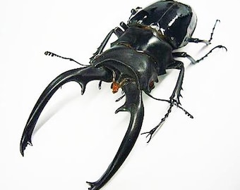 Collectors Item : Very Large Stag Beetle Odontolabis Dalmani