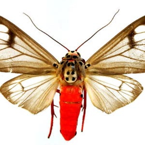 Pack of two nice tigermoths  amerila astreus from Vietnam aa- closed wings, for all your taxidermy art projects