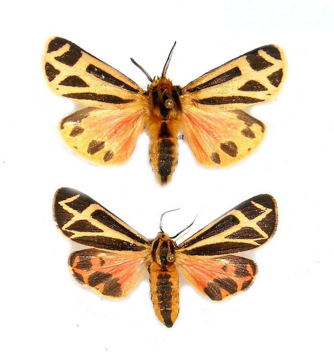 Supplies for Taxidermy Art Dried Insects Pack of 2 Tiger Etsy