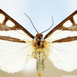May include: A white moth with brown markings and white spots on its wings. The moth is spread out with its wings open.