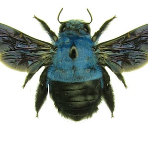 May include: A blue and black bee with iridescent wings. The bee is a close-up and the wings are spread out.