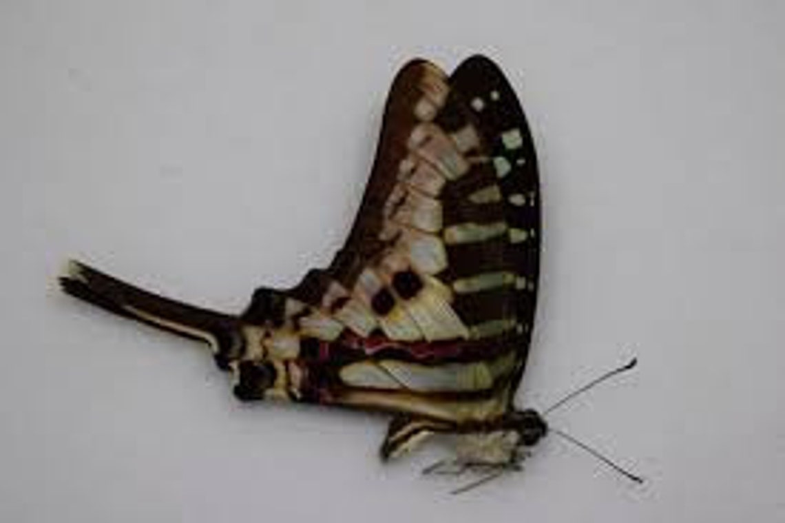 Pack of 2 Swallowtail Graphium Policenes WS 8omm ,wings Closed A1 /aa ...