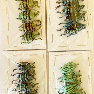 Hoplia Coerulea - Etsy UK