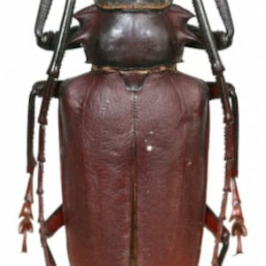 May include: A large, dark brown beetle with long, thin legs and antennae. The beetle has a shiny, smooth exoskeleton and a prominent head with large mandibles.