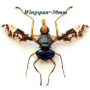 Pode incluir: Um inseto preservado com um corpo azul e verde e pernas marrons. O inseto tem asas transparentes com marcas pretas e brancas. A envergadura do inseto é de 30 mm. "Wingspan=30mm" está escrito em verde acima do inseto.