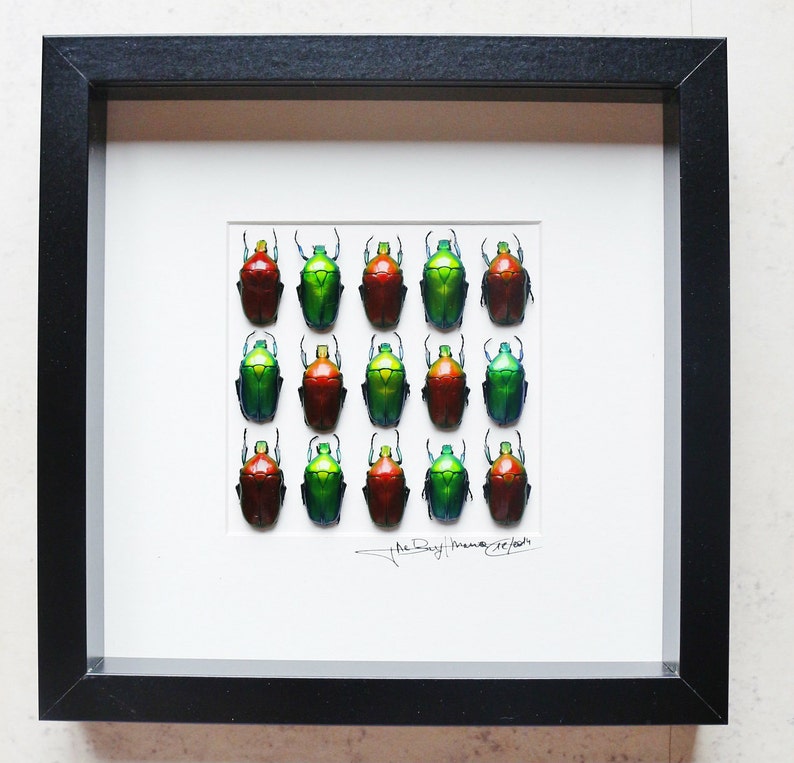 Shadow box taxidermy art with real insects Mounted and arty framed
