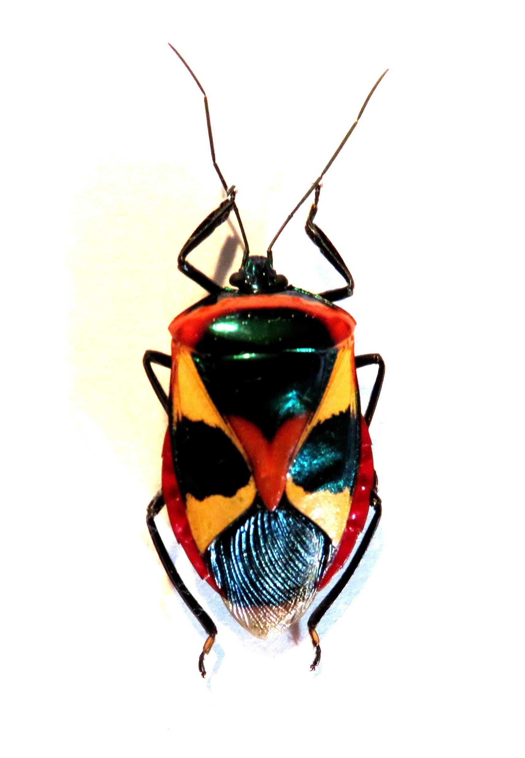 Pack of 3 Man-faced stink bug Catacanthus punctus hemiptera | Etsy