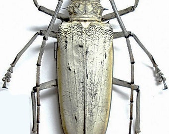 One XX large  pair (male and female)  longhorn beetle Batocera hercules A1 MALE +90 MM , for all your taxidermy art projects