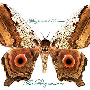Pode incluir: Uma grande mariposa com asas estampadas em tons de castanho, bege e branco, com manchas oculares circulares proeminentes em laranja e preto. O texto "Wingspan = 120+mm" e "The Bugmaniac" está impresso na imagem. A mariposa tem um corpo.
