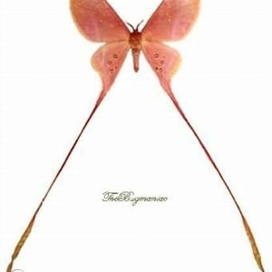 May include: A pink butterfly with long, thin tails. The butterfly has a delicate, translucent appearance with small, dark spots on its wings.