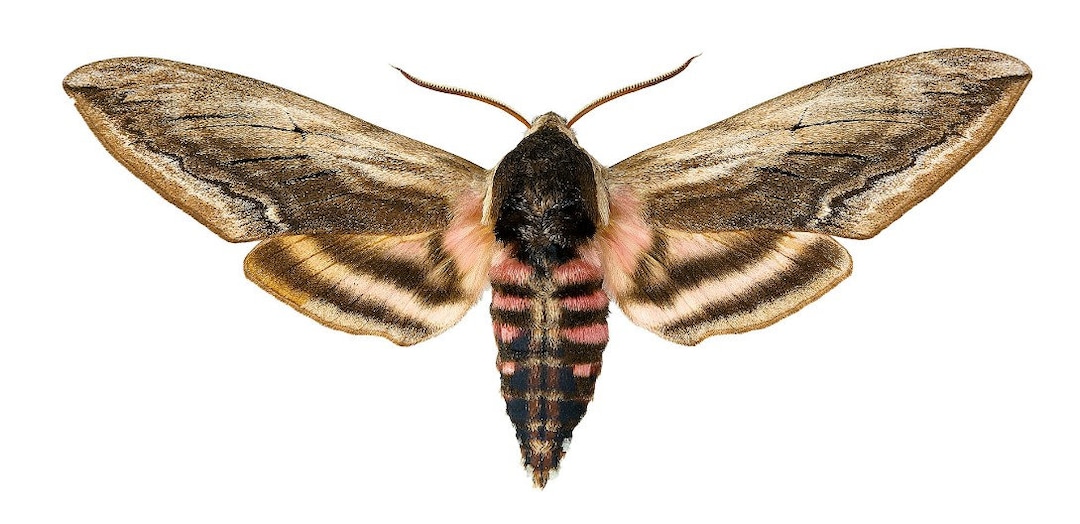 Sphingidae Wing Pack of 2 Hawk Moths Sphinx Ligustri, Sphingidae WS 100mm Closed Wings ...