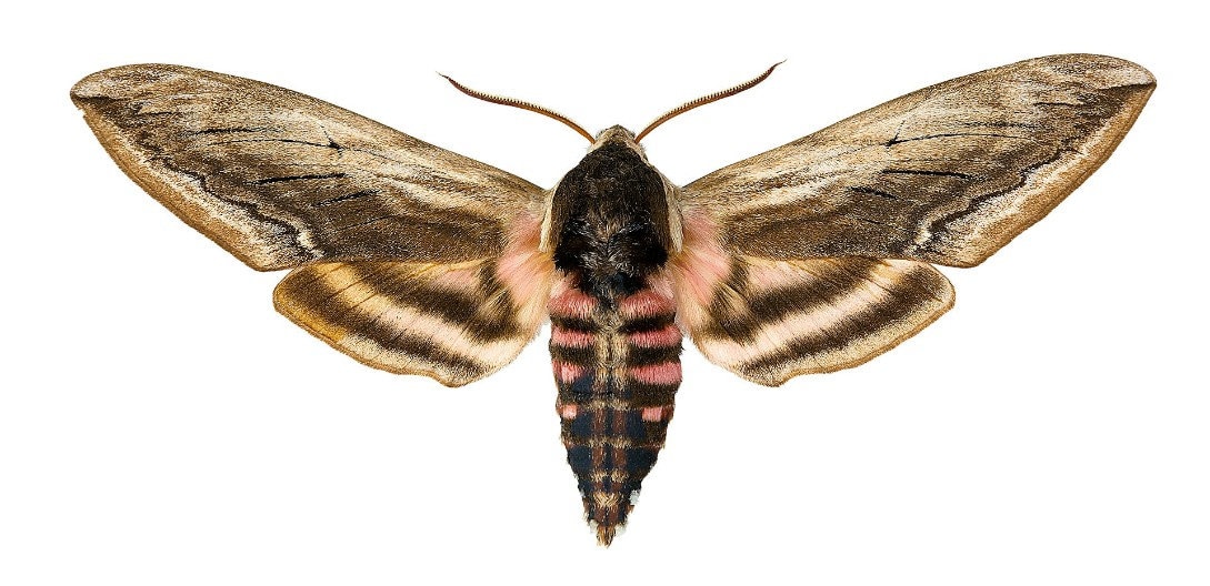 Hawk Moths or Sphinx Moths