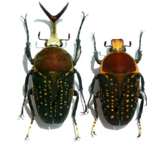 Two pair (2 male and 2female) of the african flower beetle Megalorrhina harrisi harrisi  a1 UNMOUNTED,