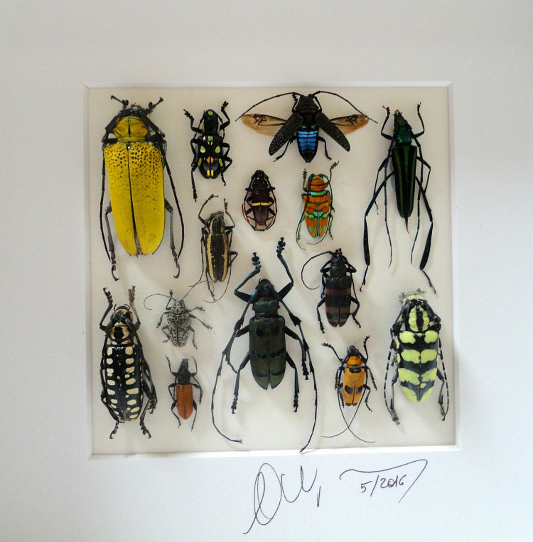 Shadow Box With Real Insects : Topquality Taxidermy Display - Etsy