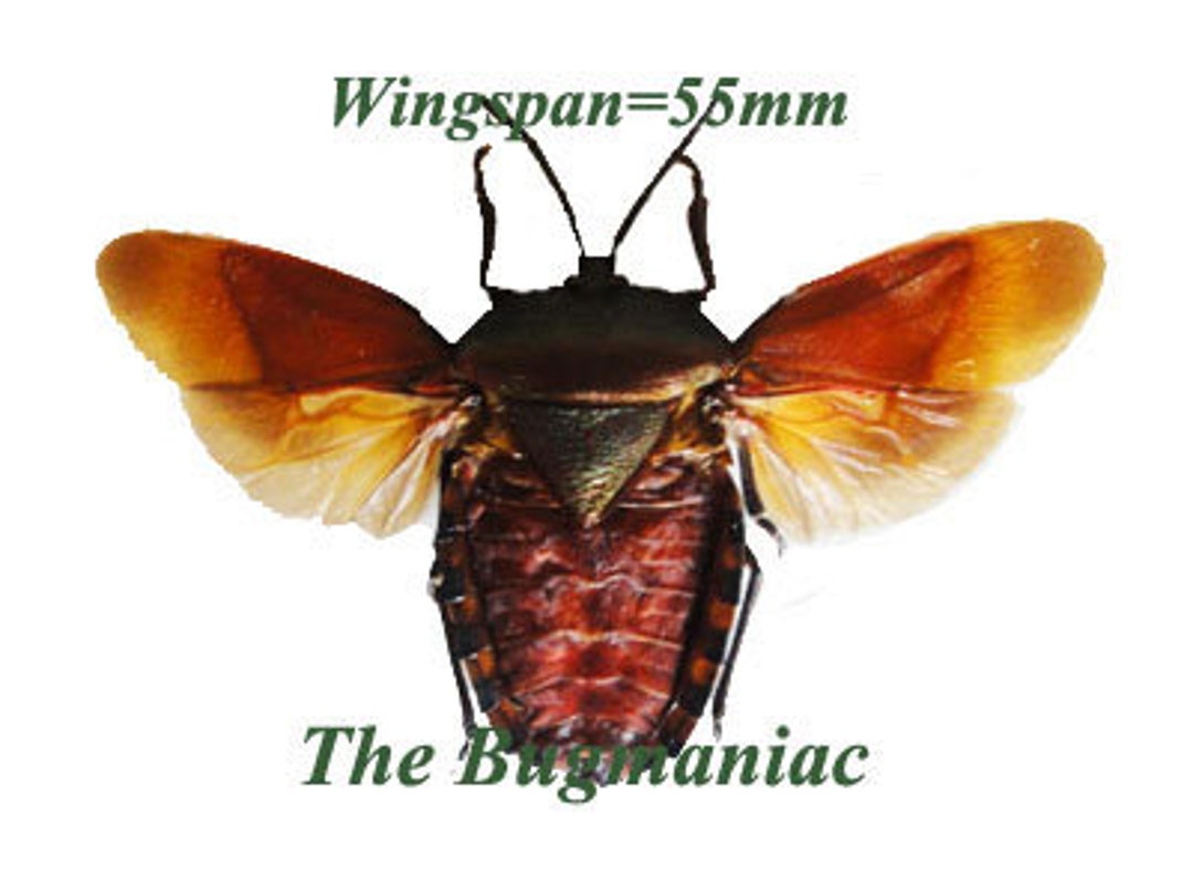 Pack of 2 Beautiful Insects Pycanum Oculatum Spread From Java for All ...