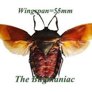 Pode incluir: Um inseto marrom e laranja com as asas abertas. O inseto tem uma envergadura de 55 mm. O texto "The Bugmaniac" está escrito abaixo do inseto.