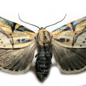 Pack of two very nice  noctuid moths dipthera festiva , wings closed , WS 40mm  A1/aa-,
