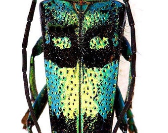 Pack of  3 colorful longhorn beetles  Glenea celestis  for all your taxidermy art projects