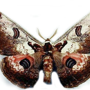 Może przedstawiać: Duży brązowo-biały motyl z czerwonymi i czarnymi oznaczeniami na skrzydłach. Motyl ma rozpiętość skrzydeł około 25 cm.
