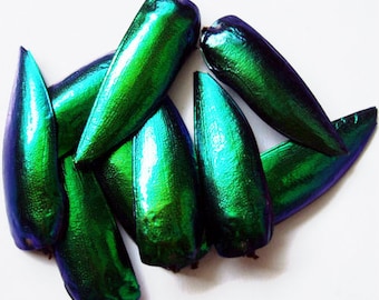 Set of 250 shields elytra wings from sternocera jewelbeetle  for all your taxidermy and jewelry art projects