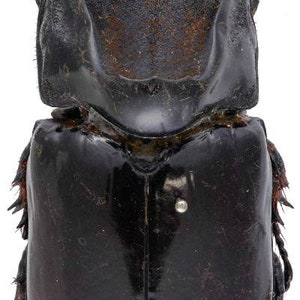 May include: A black beetle with a large, curved horn on its head. The beetle has a shiny, smooth exoskeleton and is viewed from the back.