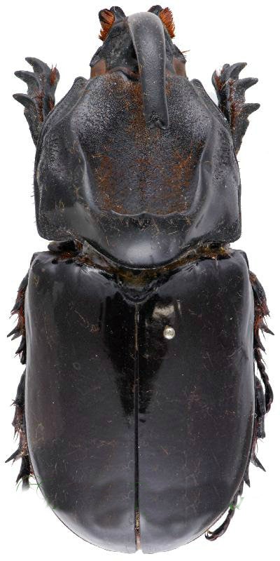 Dung Beetle Specimens - Etsy