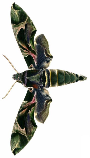 Sphingidae Wing Pack of 2 hawkmoth Daphnis nerii, sphingidae, with closed wings A1/aa ...