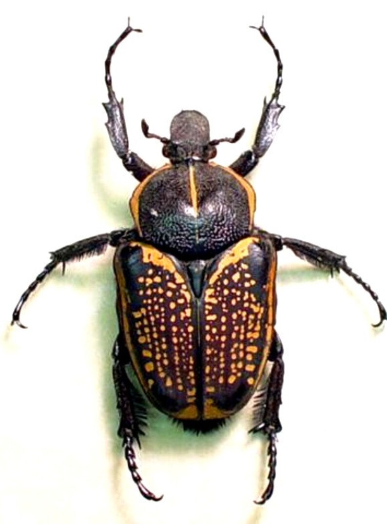 One nice female of the african flower beetle Fornasinius | Etsy