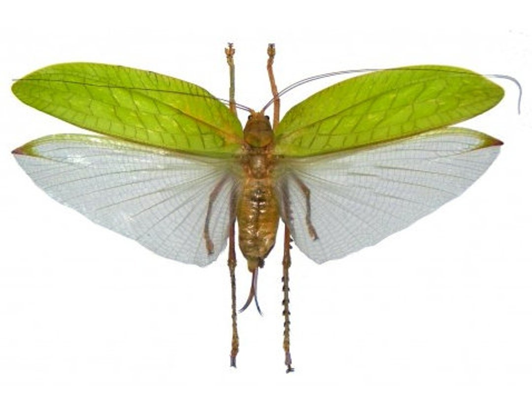 One Huge Katydid With Open Wings Chloracis Prasina Male or Female WS