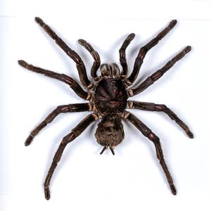 One huge Arachnid  Pamphobeteus antinous  female aa- , huge birddeating spider tarantula ,
