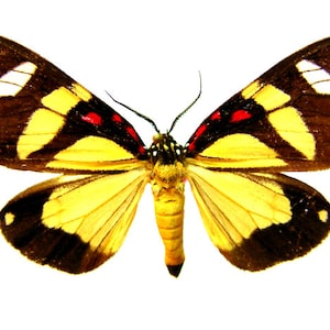 Pack of 2  yellow tigermoths Sphaeromachia gaumeri , wings closed a1/aa- , for all your yaxidermy art projects