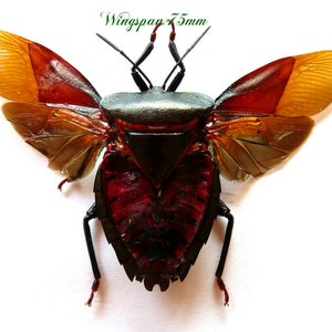 May include: A preserved insect with a 75mm wingspan. The insect has a black and green body with red and orange wings. The wings are translucent and have a delicate pattern.