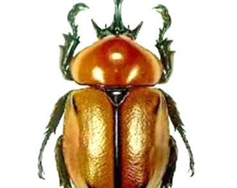 Scarabee Taxidermie Etsy