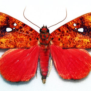 Op de afbeelding: Een rode en oranje vlinder met zwarte markeringen en witte vlekken op zijn vleugels.