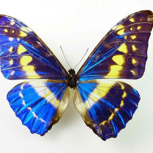 【メス珍】カテナリウスモルフォ　ペア Morpho catenarius - Etsy 日本