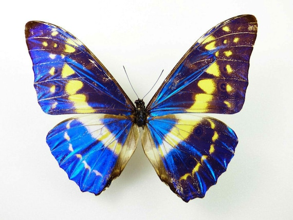 Buy One Fantastic Morpho Cypris Cypris With OPEN Wings , Repaired