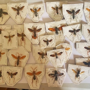 Set of 25 mixed nice and SPREAD hymenoptera wasps and bees from Indonesia for all your taxidermy art projects