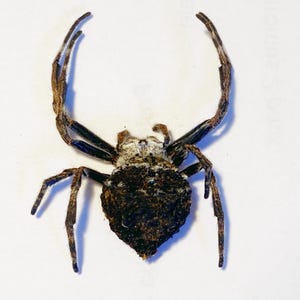 May include: A brown spider with long legs and a white spot on its back. The spider is on a white background.