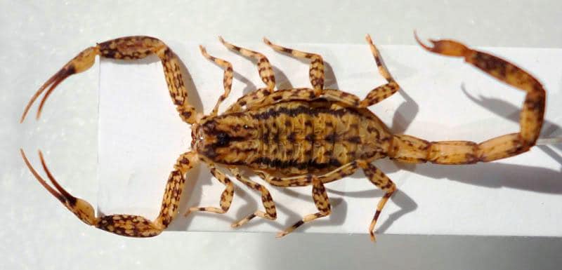 Pseudoscorpion - Etsy 日本