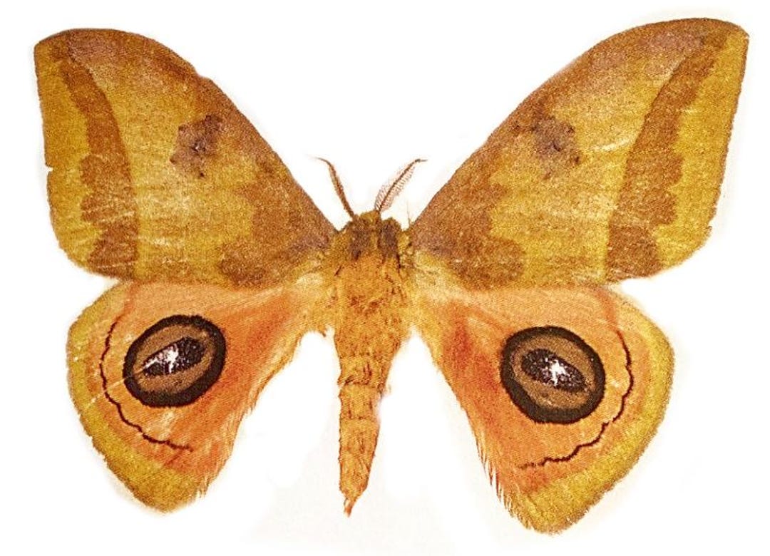 One Nice Pair of the Silk Moth Automeris Jucunda Aa-, Male and Female ...