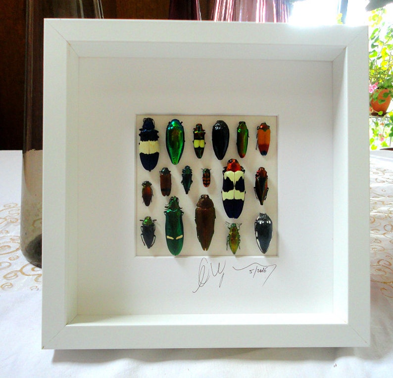 Shadow box with real insects : Topquality taxidermy  display wit