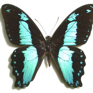 Op de afbeelding: Een zwart-turquoise vlinder met iriserende vleugels. De vlinder is gemonteerd op een witte achtergrond.