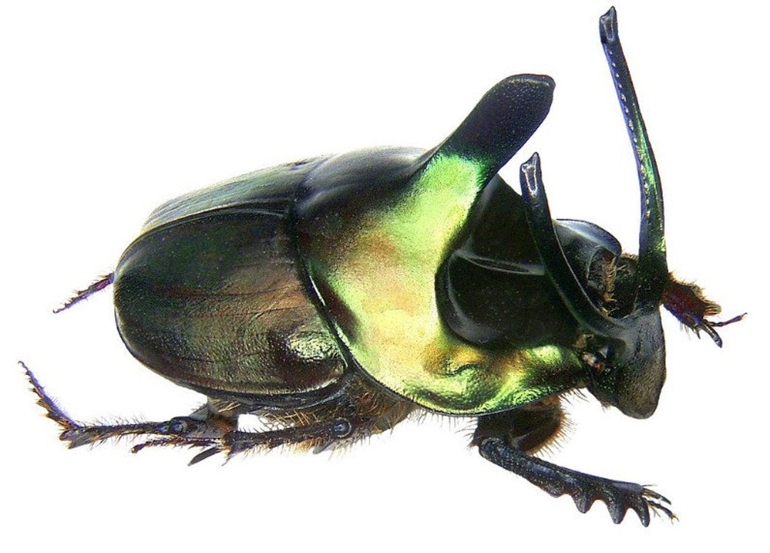 Soorabi Insect Pack of 4 Extra Ordinary Scarab Beetles Onthophagus Mouhoti From ...