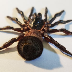 Può includere: Primo piano di un ragno nero e marrone con un grande addome rotondo e peloso. Il ragno ha otto zampe ed è sdraiato sulla schiena.