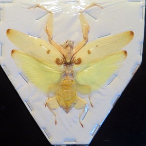 May include: A preserved yellow mantis with brown markings on its wings, mounted on a white triangular background.