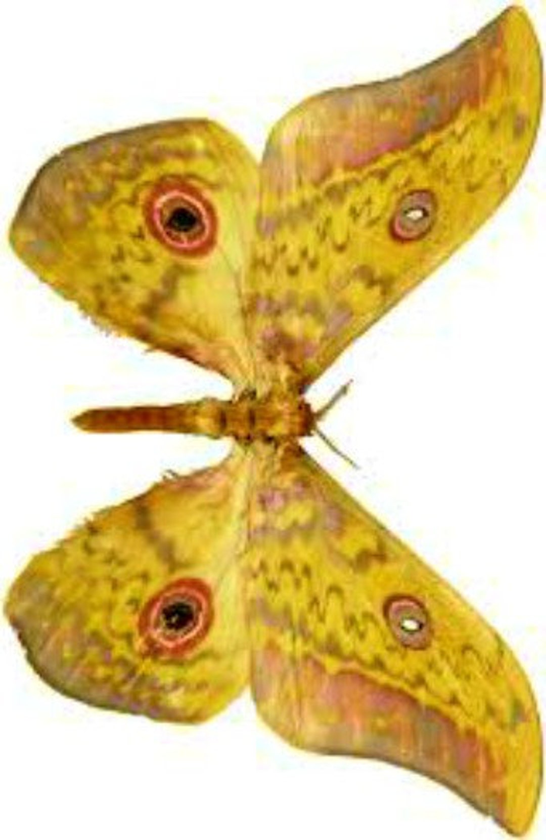 One PAIR M and F of African Silkmoths Aurivillius Triramis Wings Closed ...