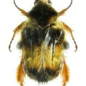 Pack of two hairy scarab beetles Bombodus ursus  a1 UNMOUNTED, for all your taxidermyand photography art projects