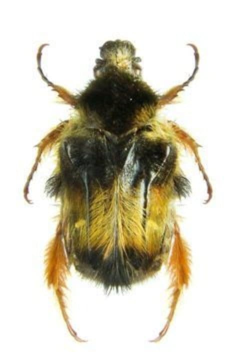Hoplia coerulea - Etsy 日本