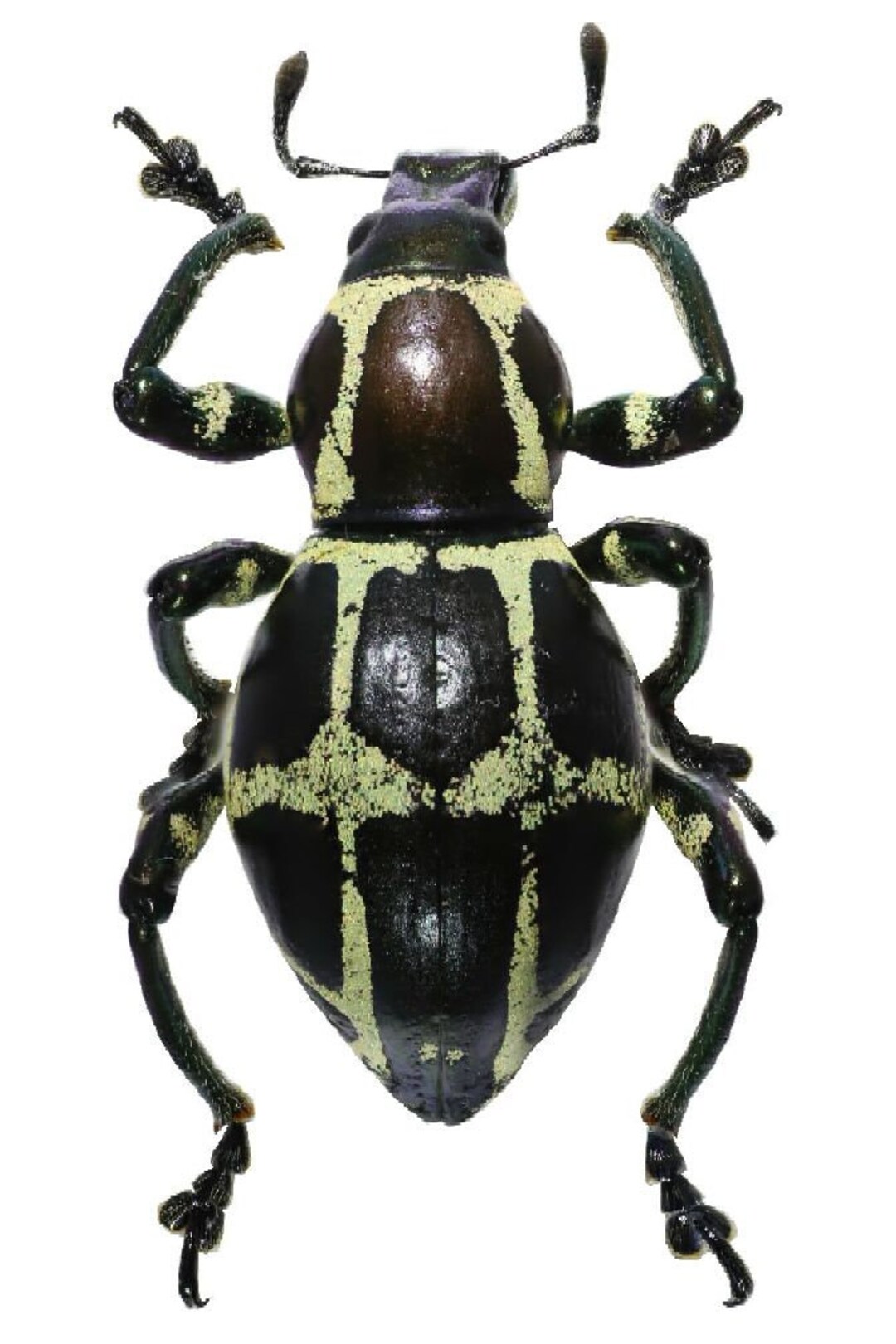 Pack of 4 Weevils Pachyrrhynchus Mollendorffi UNMOUNTED for All Your ...