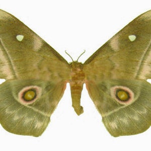 May include: A green and brown moth with white spots and yellow eyes. The moth has a wingspan of about 6 inches.